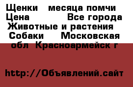 Щенки 4 месяца-помчи › Цена ­ 5 000 - Все города Животные и растения » Собаки   . Московская обл.,Красноармейск г.